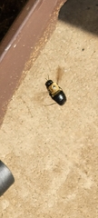 Xylocopa virginica