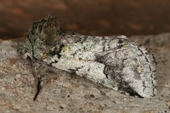 Litodonta hydromeli