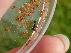 Messor ebeninus