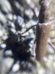 Heteraneflus castaneus