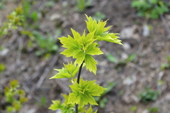 Acer negundo