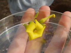 Oxalis pes-caprae