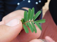 Onobrychis squarrosa