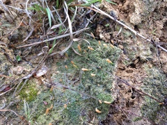 Multiclavula vernalis