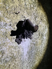 Lestrimelitta niitkib