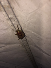 Callistethus marginatus