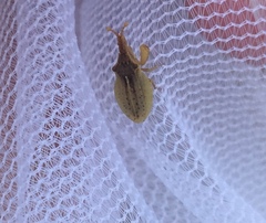 Lophoscutus prehensilis