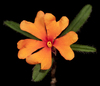 Hojamán, Flores de Guinea Y Parientes - Photo (c) Kevin Thiele, algunos derechos reservados (CC BY)