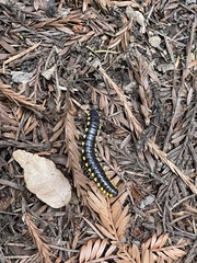 Harpaphe haydeniana scotia