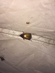 Callistethus marginatus