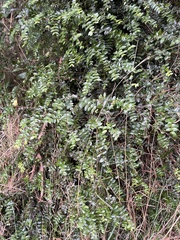 Metrosideros diffusa