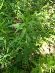 Lilium michiganense