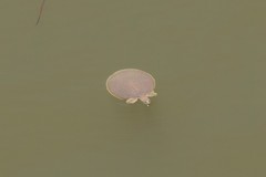 Apalone mutica mutica