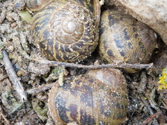 Cornu aspersum