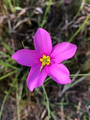 Sabatia grandiflora
