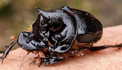 Onthophagus mniszechi
