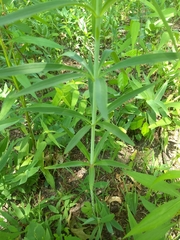 Lilium michiganense