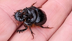 Onthophagus mniszechi