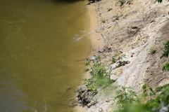 Apalone mutica mutica