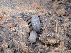 Armadillidium marmoratum
