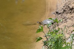 Apalone mutica mutica