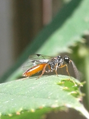 Aulacidae