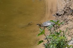 Apalone mutica mutica