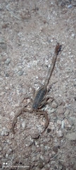 Centruroides suffusus