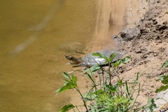 Apalone mutica mutica