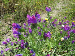 Echium plantagineum