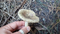 Russula sororia