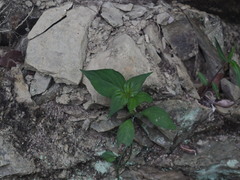 Dicliptera chinensis
