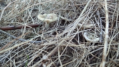 Russula sororia