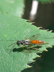 Aulacidae