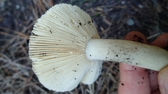 Russula sororia