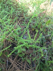 Symphyotrichum walteri