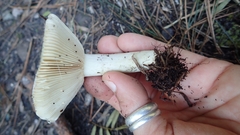 Russula sororia