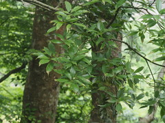 Machilus japonica