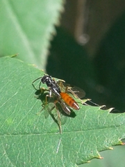 Aulacidae