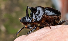 Onthophagus mniszechi