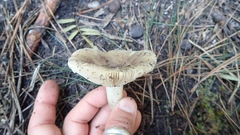 Russula sororia