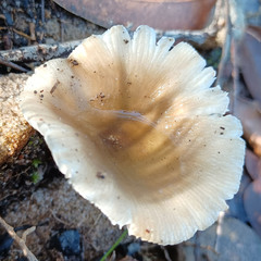 Russula iterika