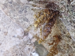 Sargassum polyphyllum