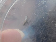 Brachycera