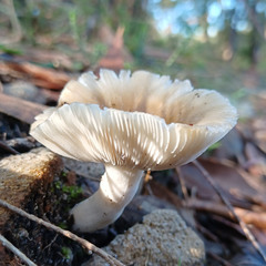 Russula iterika