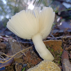 Russula iterika