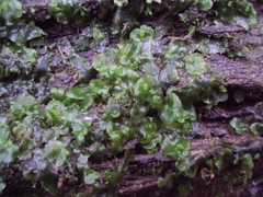 Pelliaceae