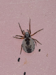 Dictyna arundinacea