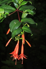 Fuchsia venusta