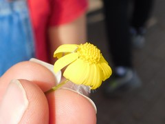 Senecio vernalis